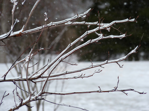 ice branch