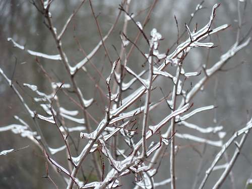icy tree